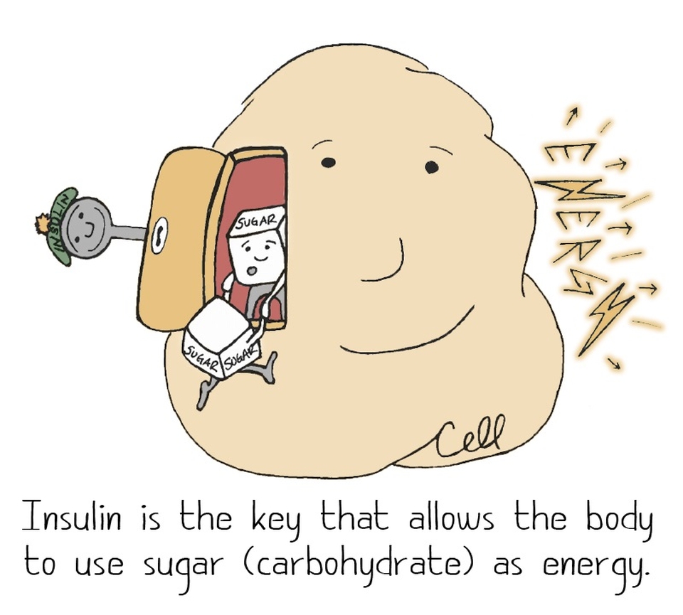 Cartoon of a key (insulin), letting sugar into a cell to later be used as energy with the words: "Insulin is the key that allows the body to use sugar (carbohydrate) as energy. 